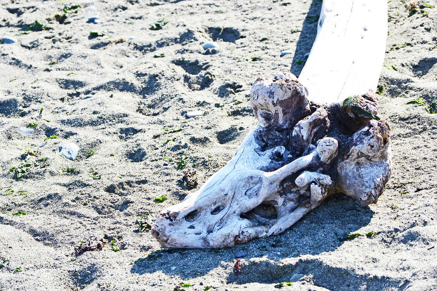 Driftwood Photograph by Traci Cottingham