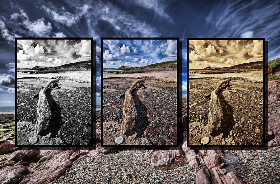 Driftwood Triptych Photograph by Steve Purnell