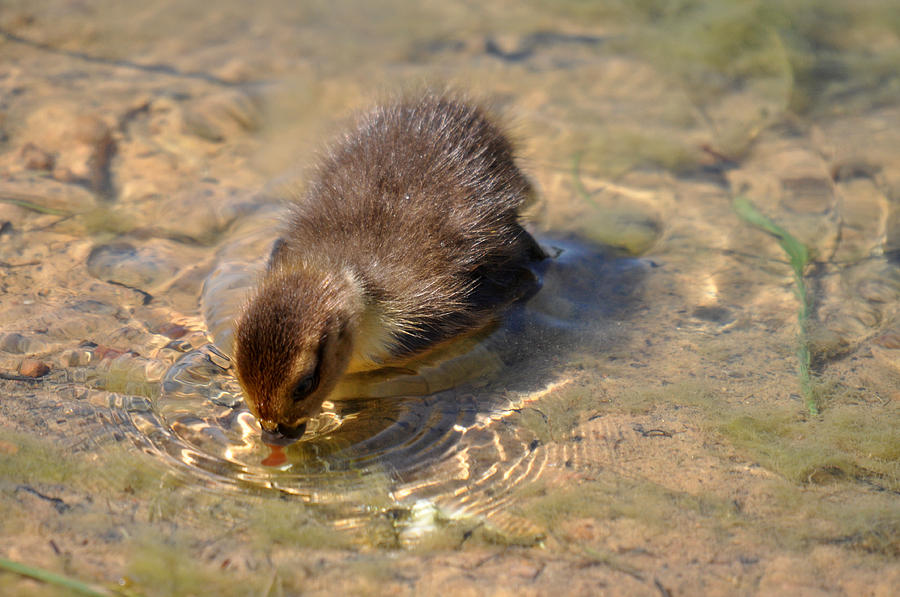 Drinking Duckling Photograph by Teresa Blanton
