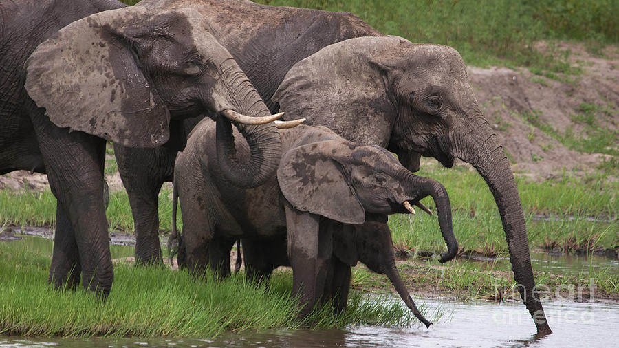 Drinking elephants Photograph by Mareko Marciniak