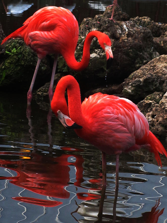 Drinking Flamingoes Photograph by Vijay Sharon Govender