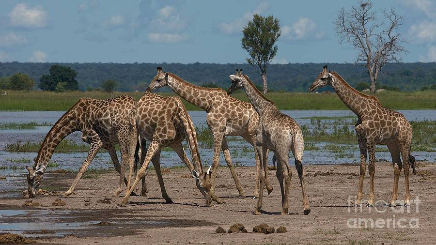 Drinking Giraffes Photograph by Mareko Marciniak