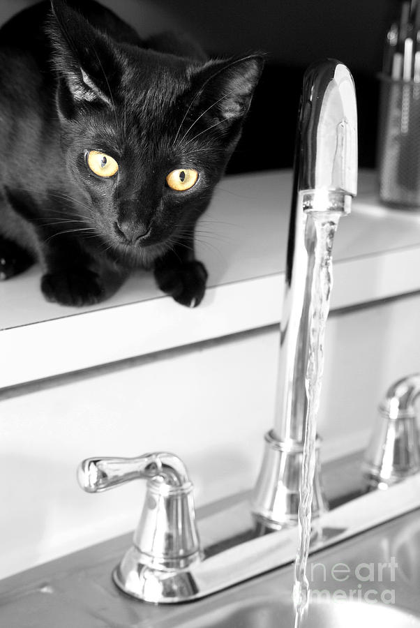 Cat Photograph - Drinking Problem by Jack Norton