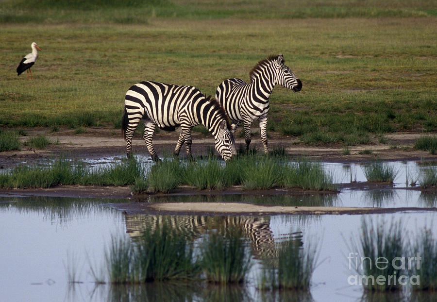 Drinking Zebras - Serengeti Plains Photograph by Craig Lovell