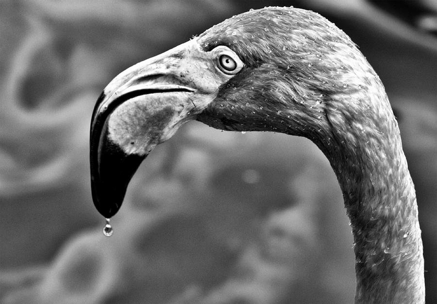 Dripping Flamingo - BW Photograph by Christopher Holmes