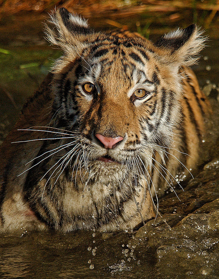 Dripping Tiger Photograph by Wade Aiken