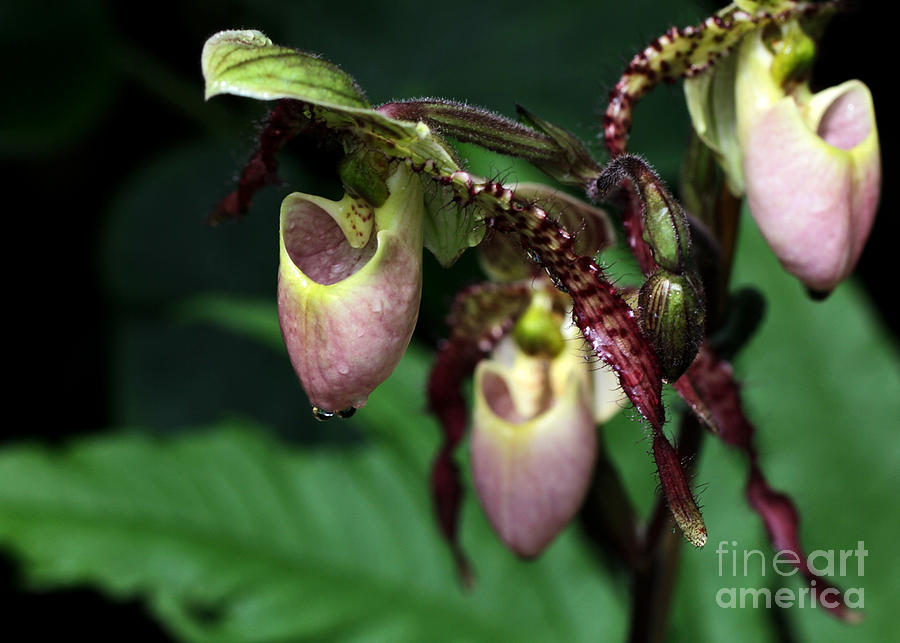 Drippy Lady Slipper Orchids Photograph by Sabrina L Ryan