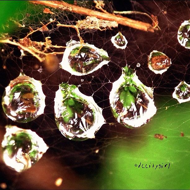 Nature Photograph - Drippy Reflective, Spider-webby, Dead by Dccitygirl WDC