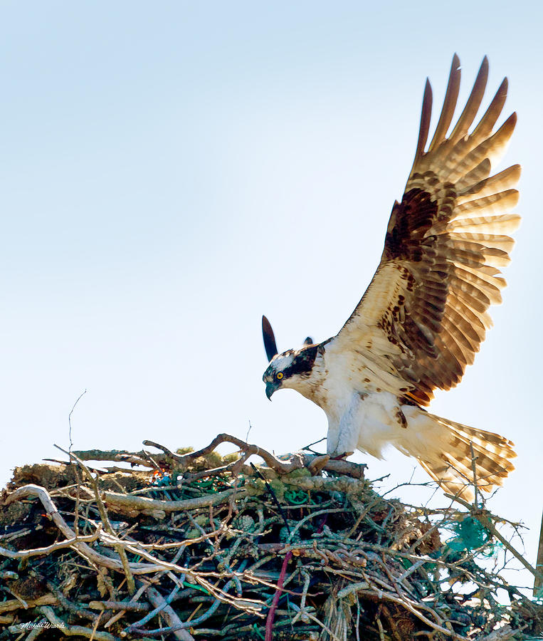 Osprey Photograph - Driven by Michelle Constantine