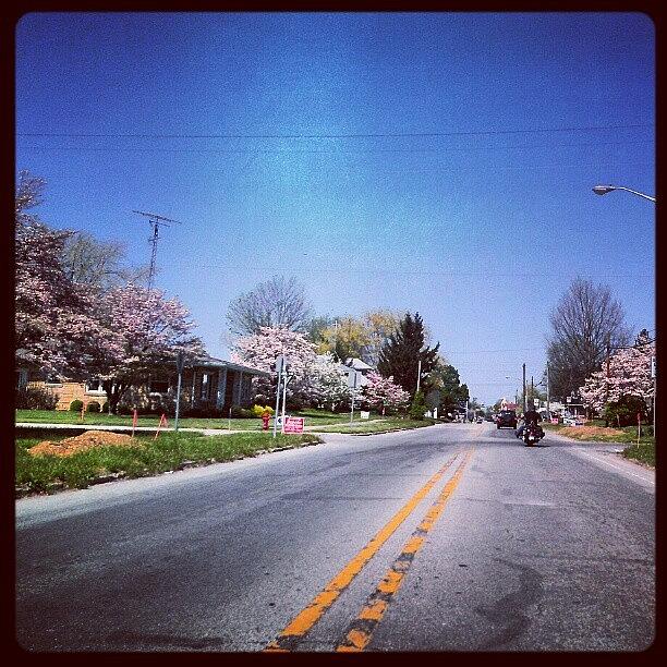 Driving Through Orleans - Dogwood Photograph by Tosha Daugherty
