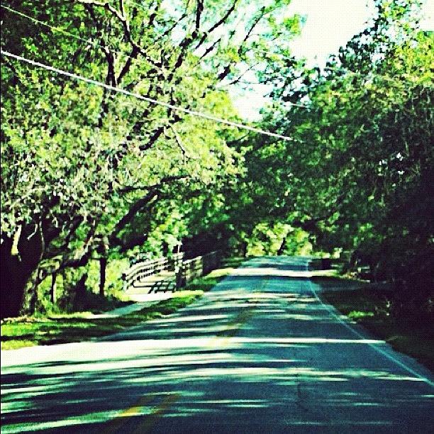 Tree Photograph - #driving To #fairhopealabama :) by Seth Stringer
