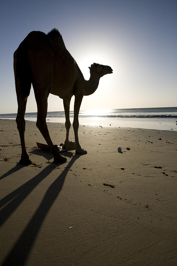 Animal Photograph - Dromedary Camel At Sunrise Hawf by Sebastian Kennerknecht