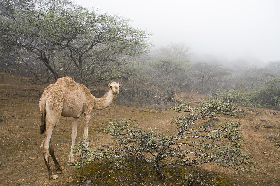 Dromedary Camel In Cloud Forest Hawf Photograph by Sebastian Kennerknecht