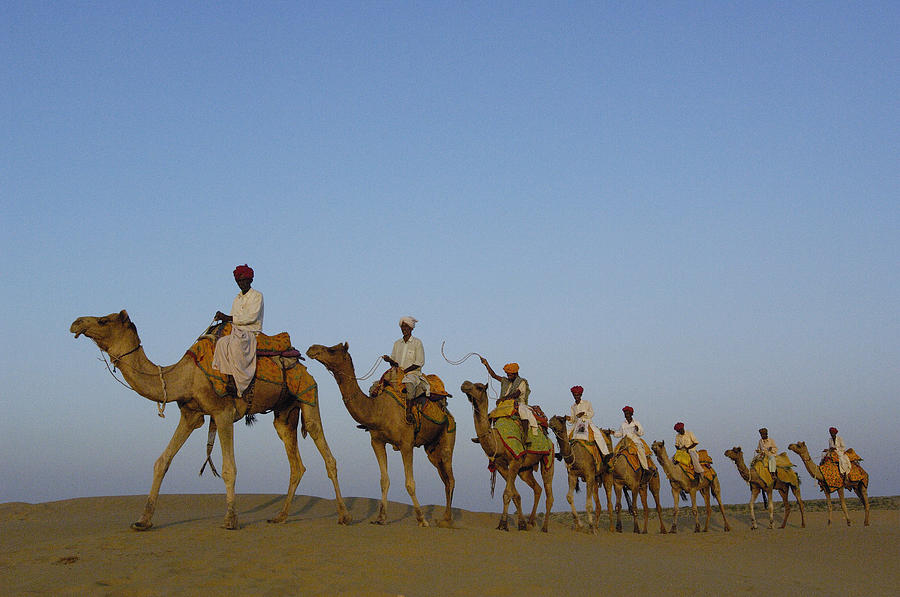 Camel Photograph - Dromedary Camelus Dromedaries Group by Pete Oxford