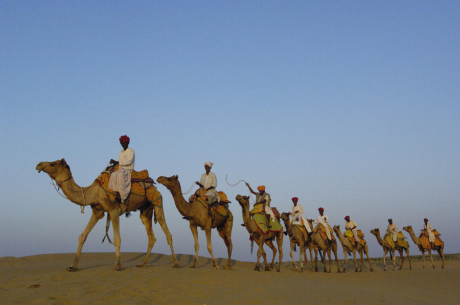 Dromedary Camelus Dromedaries Group Photograph by Pete Oxford