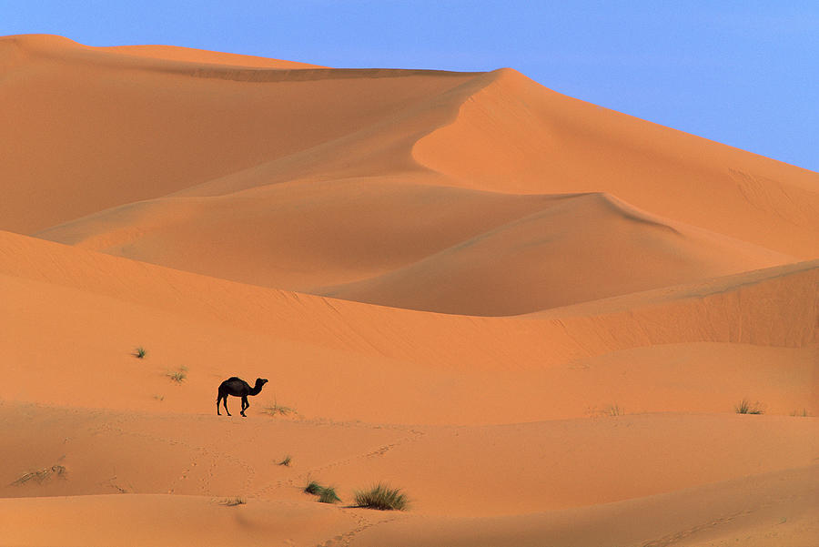 Camel Photograph - Dromedary Camelus Dromedarius Camel by Cyril Ruoso