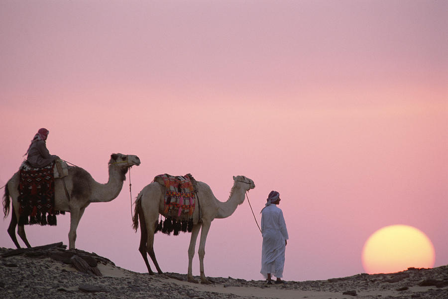 Dromedary Camelus Dromedarius Pair Photograph by Gerry Ellis