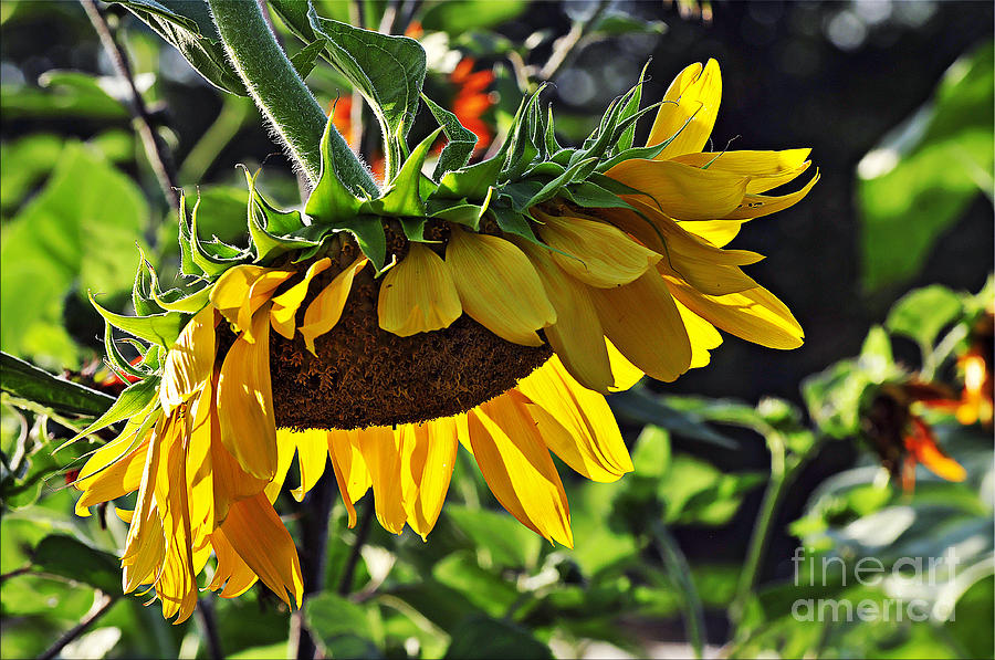 Drooping Sunflower Photograph by Ben De Marco