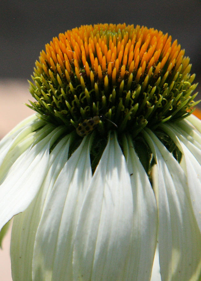 Droopy Coneflower Daisy with Bug Photograph by Donna Corless