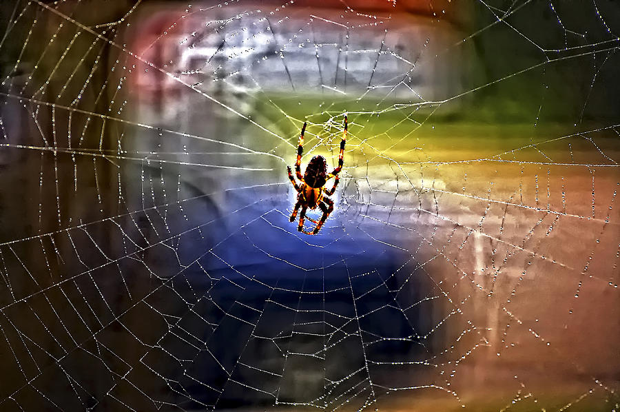 Spider Photograph - Drop In Anytime by Steve Harrington