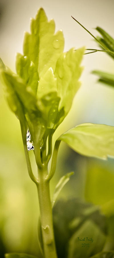 Flower Photograph - Drop Of Dew by Trish Tritz