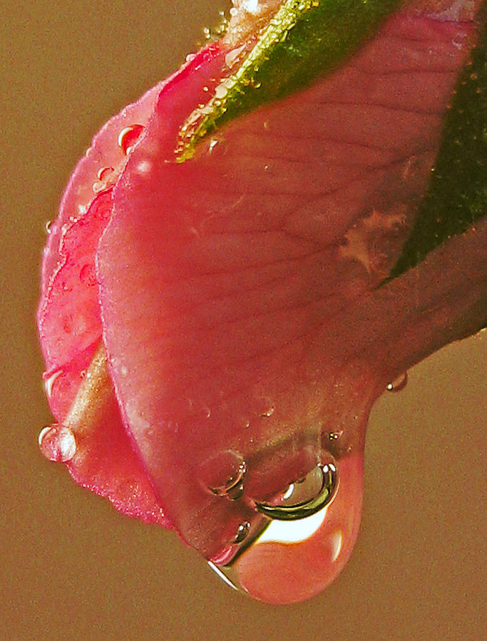 Nature Photograph - Drop on a rose by Mary Anne Williams