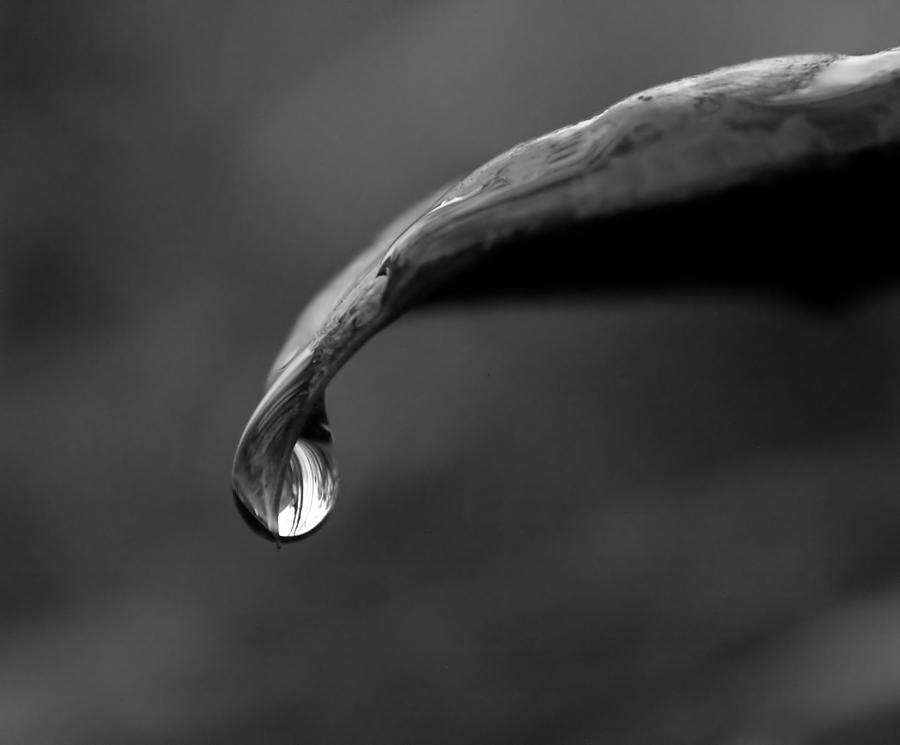 Rain Photograph - Droplet by Eric Gordon