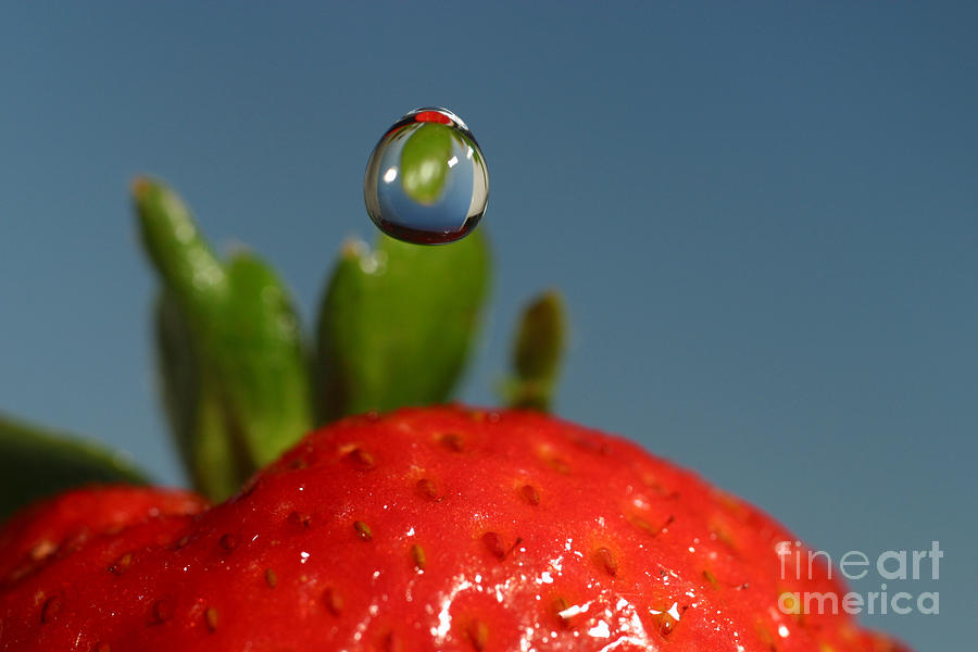 Droplet Falling On A Strawberry Photograph by Ted Kinsman
