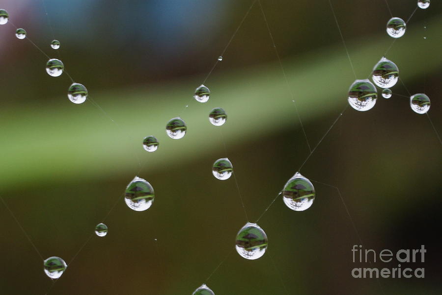 Nature Photograph - Droplets 2 by John Chatterley