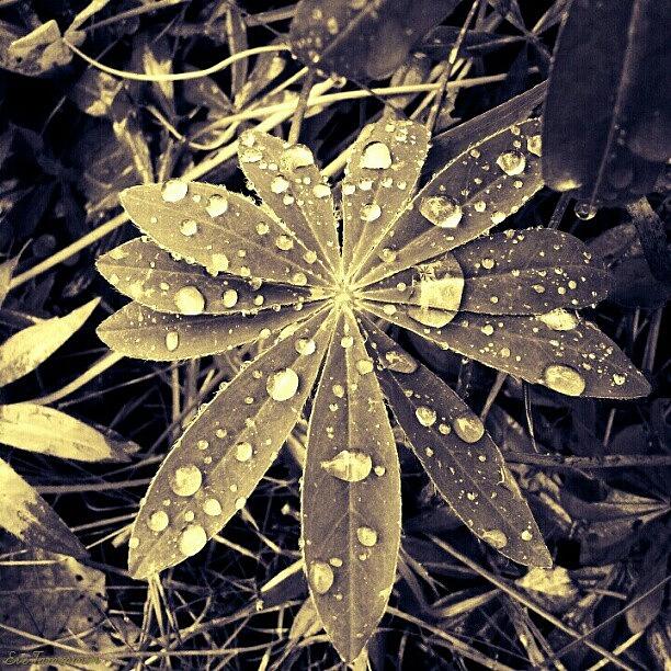 Cool Photograph - Droplets 8 by Eve Tamminen