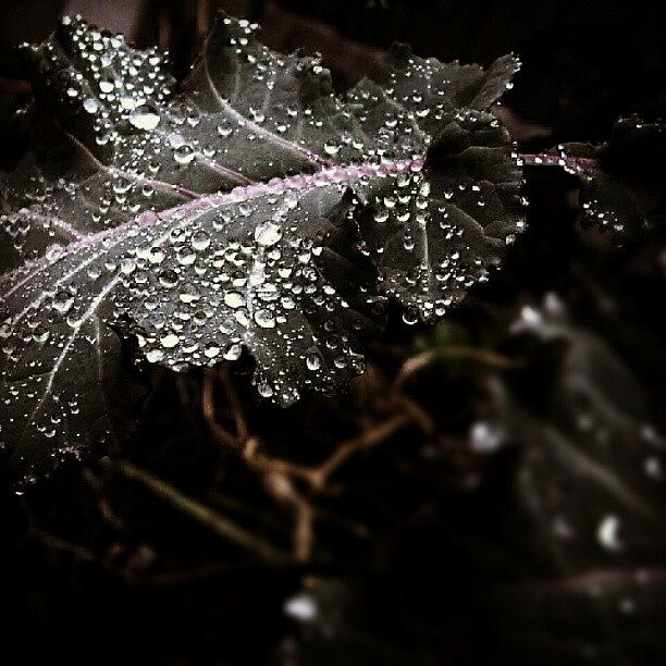 Leaf Photograph - Droplets by Linandara Linandara