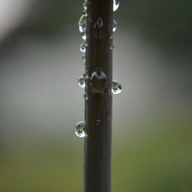 Droplets Photograph - Droplets by Austin Engel