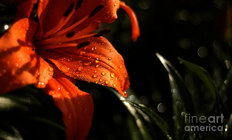 Droplets on Flower Photograph by Vilas Malankar