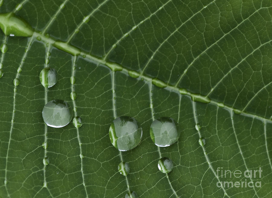 Droplets on Green Leaf Photograph by David Waldrop