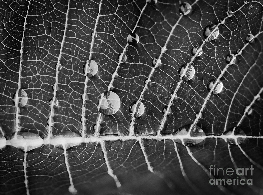 Droplets on Leaf Photograph by David Waldrop