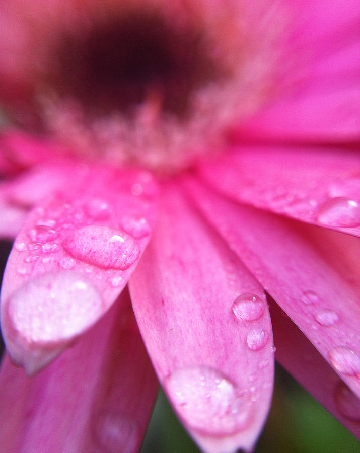 Droplets on Pink Photograph by Naomi Wittlin