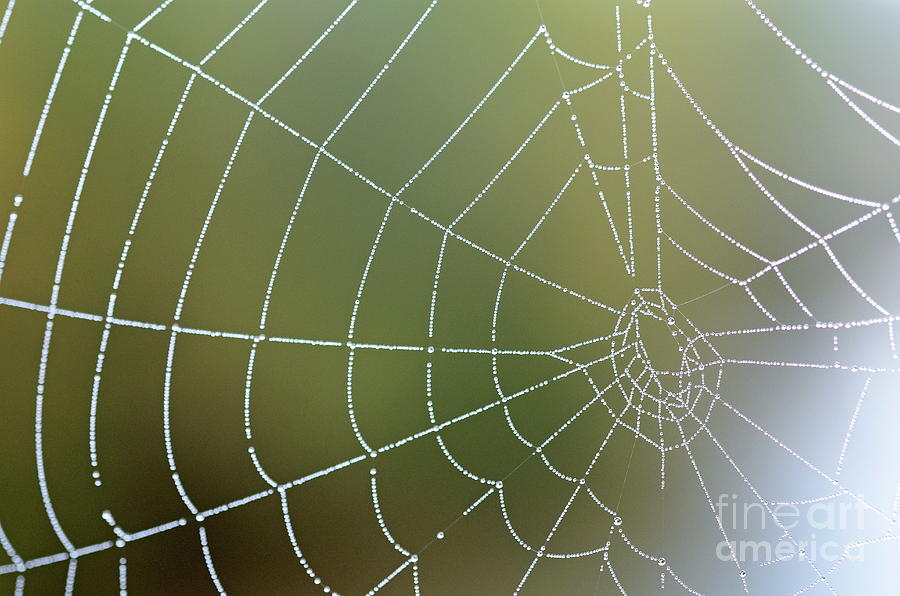 Nature Photograph - Droplets on Spider web by Sami Sarkis