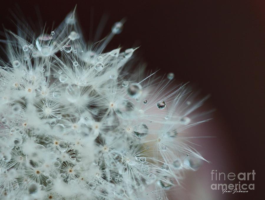 Droplets on the Dandelion Photograph by Yumi Johnson