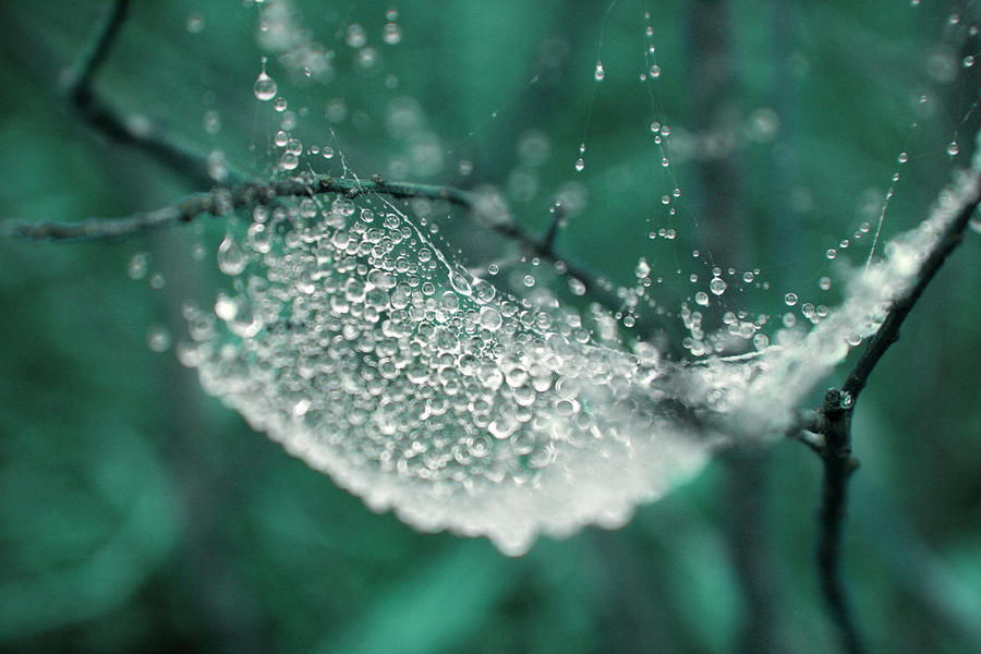 Droplets on web Photograph by Emanuel Tanjala