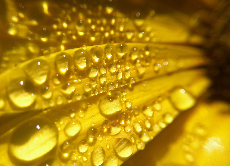 Droplets on Yellow Photograph by Naomi Wittlin
