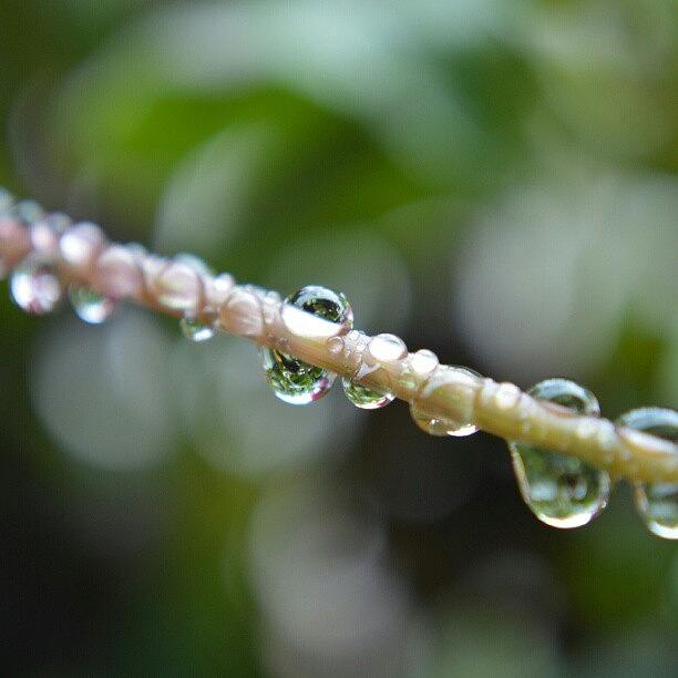Droplets Photograph - Droplets  #rain #drops #droplets #macro by Austin Engel