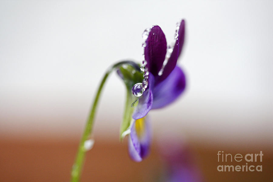 Droplets with Viola Photograph by Yumi Johnson