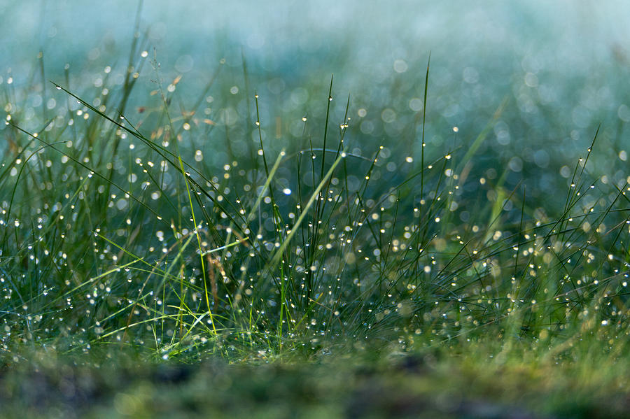 Summer Photograph - Drops by Daniel Kulinski