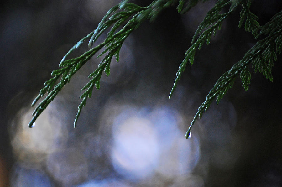 Drops in the Forest Photograph by Tikvahs Hope