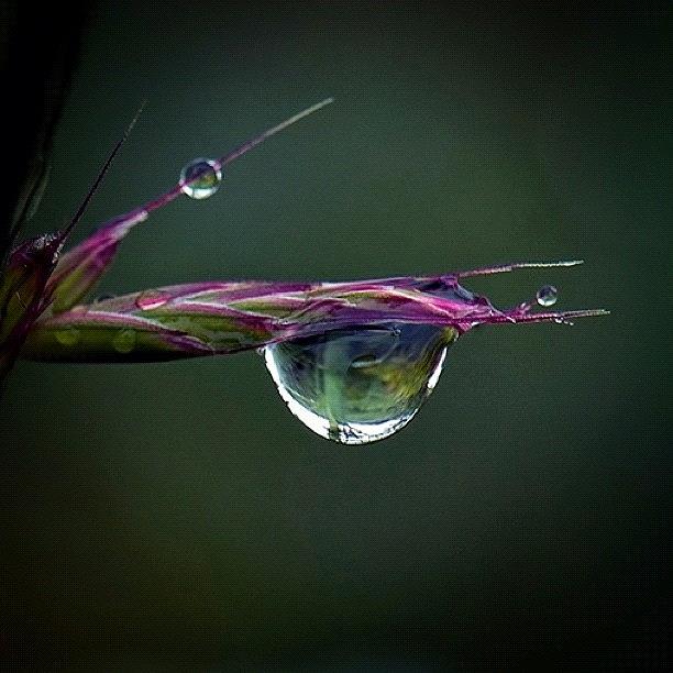 Drops Photograph - Drops by Manuel M Almeida