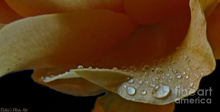 Drops of light Photograph by Debbie Portwood