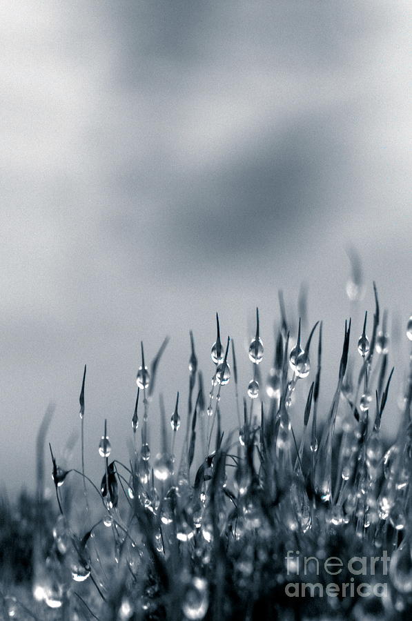 Abstract Photograph - Drops of Nature by Annie Lemay