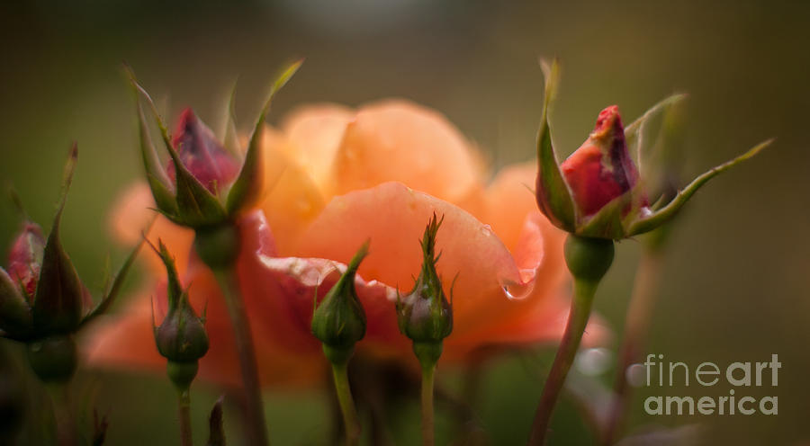 Rose Photograph - Drops of Orange by Mike Reid