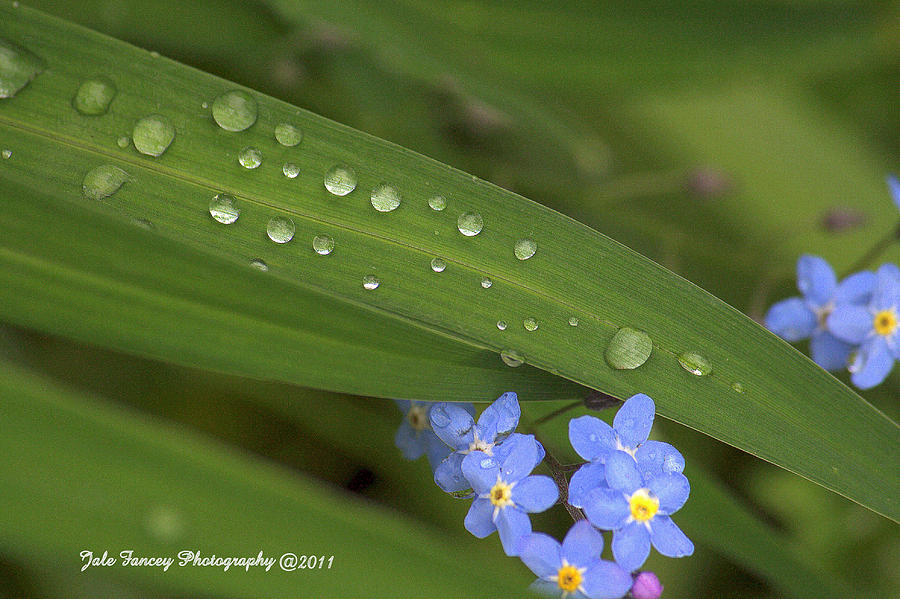 Drops of Rain Photograph by Jale Fancey