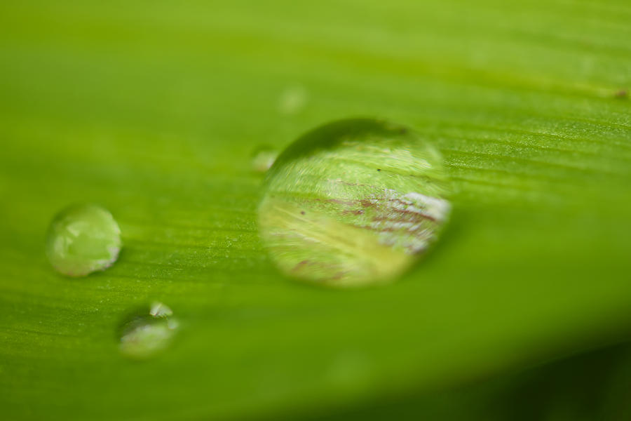 Drops of spring Photograph by Josef Pittner
